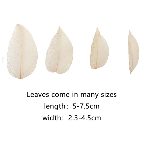 HAOBIN Pack of 50 Natural Skeleton Leaves Dried Leaves Skeleton Leaves Natural Dried Leaves Mixed for DIY Scrapbook Craft Card Making (Brown A) - Image 2