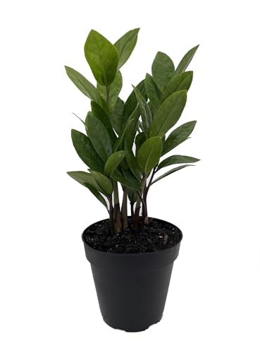 Rare ZZ Plant - Zamioculcas zamiifolia - 4" Pot - Best House Plan...