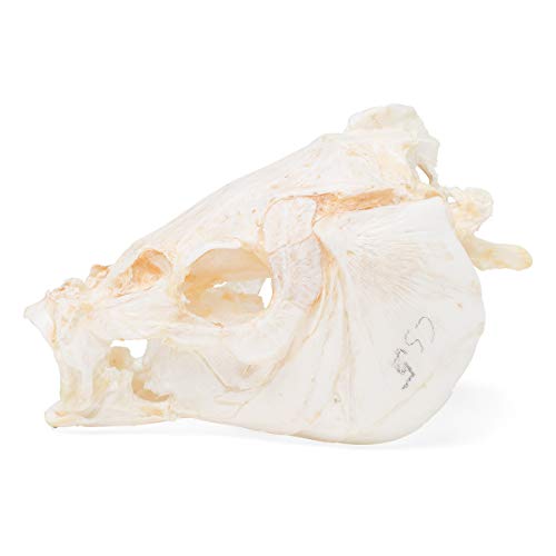 Image of 3B Scientific GmbH T30010 Carp Skull