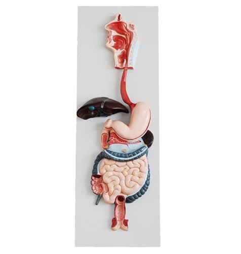 人間の消化器系モデル解剖学モデル、等身大の消化管鼻咽頭と喉頭大腸小腸胃の解剖学モデル医学研究ディスプレイ教育用。