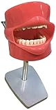 Modell Dental Simulator System Dental Phantom Education Lehrmodell, Zähnemodell Zahnstomatologie Zähne Training Kopf Gesundheitswesen Zahnarztmodell Oralhygiene Lehrmittelunterrichtshilfen