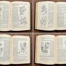 洋書　古書　美しいチェコの植物図鑑　野の花図鑑　優美な植物画273点♡ 1973年チェコ印刷ビンテージ植物図鑑 - 私たちの花-Naše květiny