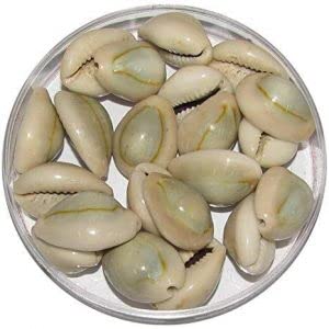HEENA HOME DECOR Cowry Sea Shells/Sozhi/Chozhi -SET OF 27 nos