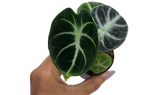 Alocasia Ninja, Live Plant in a 2 or 4 Inch