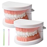 Zähne Dental Demonstrationsmodell, Mit 2 Zahnbürste, Gebiss Modell Demonstration Erwachsene Kinder, Zahnmodell Standard Teaching, Anatomisches Zahnmodell Für Zahnunterricht Oder Mundpflege