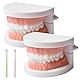 Zähne Dental Demonstrationsmodell, Mit 2 Zahnbürste, Gebiss Modell Demonstration Erwachsene Kinder, Zahnmodell Standard Teaching, Anatomisches Zahnmodell Für Zahnunterricht Oder Mundpflege