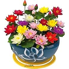 All Season Lotus Flower Hybrid Japanese Lotus Flower Seeds | (Pack of 30) 95% Germination Rate | Dwarf Rainbow | Kamal Gatta Beej - Pack of 30 Seeds-image-40