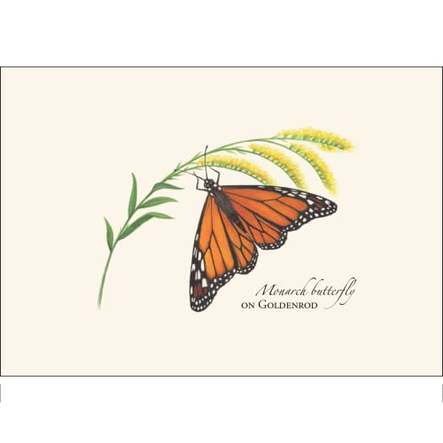 Image of Earth Sky + Water - Monarch Butterfly on Goldenrod - 8 Blank Cards with Envelopes
