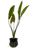 Echinodorus Osiris 'Golden' Melon Sword Plant, South American Aquatic Plant, Golden-Green to Reddish-Orange, 12-18 Inches, Moderate to High Light