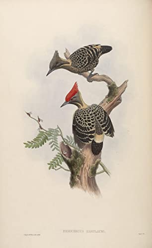 Tableau Oiseau Vintage John Gould | Sublimez un Mur Vide avec une Impression d'Art