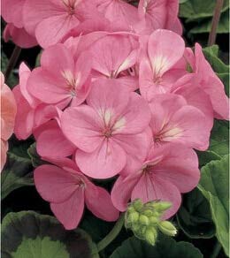 2: 15 pezzi di geranio Reale da giardino al 100%, semi di geranio di Pelargonium, Fiori di Pelargonium FreeShipping