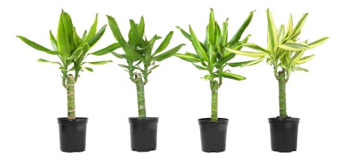 Dracaena Steudneri Moonlight 4 Pack House Plant 4 Inch Pots for Plants Dragon Tree Plants for Delivery Prime Low Light House Plants Live Plants Indoor Plants Live Houseplants by Plants for Pets