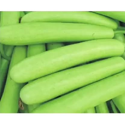 Deshi Long Lauki Seeds - Fresh Organic Gardening (15 Pieces)-image-23