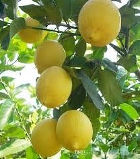50 Seeds / Pack , Lemon Seeds,Indoor Outdoor Bonsai Seeds, Edible Yellow Lemon Tree Seeds , Organic Food