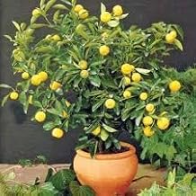 Hidden Enterprise All Time All season Indian Best Choice of Lemonade Lemon Fruit Plant.pack Of 01 For Garden Outdoor Indoor Live Plant.