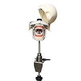 Verwendet in Dental Schulen Bildungsprogramme und praktische Arbeit & Studenten Erfahrung Ausbildung. Jeder Schritt in der Herstellung des Zahnes Manikins ..