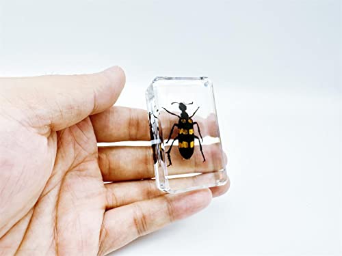 Image of Assorted Styles of Beetle and Insect Specimens, Clear Amber Resin Material Ideal for Kids' Science Education, Collecting, and Home Decoration 2.4″*1.4″*0.7″ (No.40)