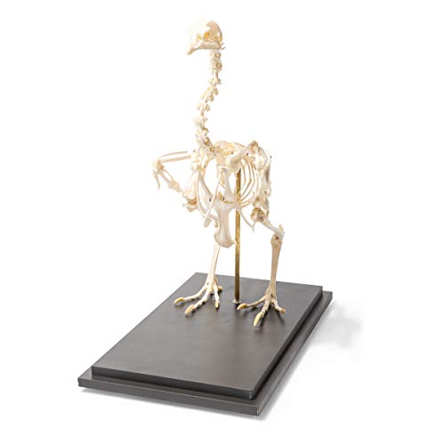 Image of 3B Scientific GmbH T300021 Chicken Skeleton, Articulated