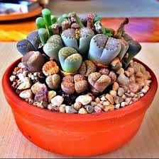 See full amazon price history chart for Kiddos Castle Rare Mix Lithops Seeds Living Stones Succulent Cactus Seeds -100 Seeds Kiddos Castle Rare Mix Lithops Seeds Living Stones Succulent Cactus Seeds -100 Seeds (B0D2X42QFC) Amazon Price History, Amazon Price Tracker