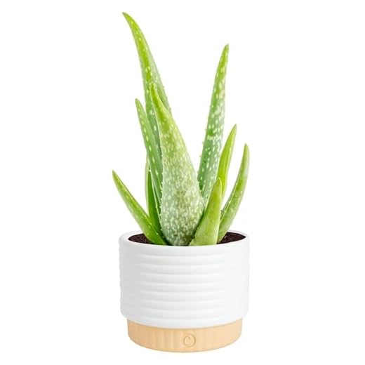 Costa Farms Aloe Vera, Live Succulent Plant, Easy Care Indoor Houseplant in Modern Décor Planter, Room Air Purifier, Tabletop, Office, Desk or Home Décor, Birthday, Gardening Gift, 10-12 Inches Tall