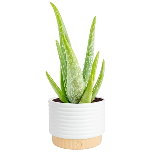 Costa Farms Aloe Vera Live Plant in Decorative Pot, Easy to Maintain, Air Purifying Succulent Indoor Houseplant, Home, Room, or Office Decor, House Warming or Birthday Gift, 12-18 Inches Tall