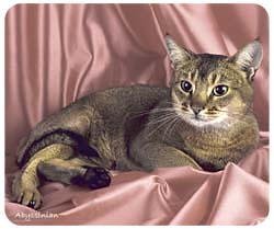 Abyssinian Cat Mousepad
