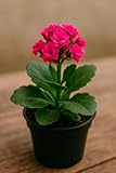 Hot Pink Kalanchoe Starter Live Plant in 2 Inch Pot - Kalanchoe blossfeldiana Starter Plant - Drought Resistant, Stunning Hot Pink Blooms