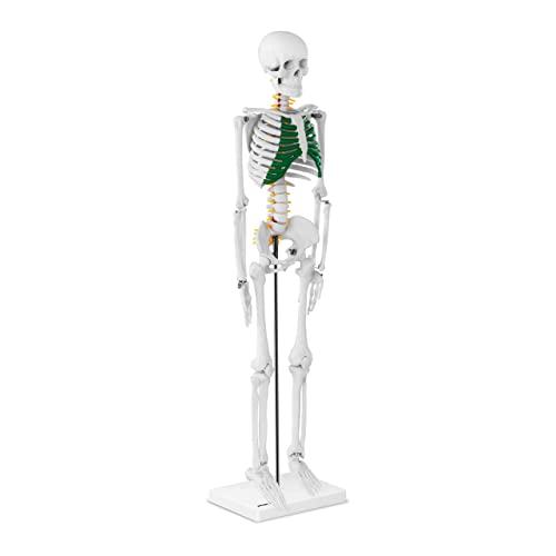 Physa Mini Maquette Squelette Humain Modèle Anatomique Avec Hernie En Plastique PHY-SK-5 (85 cm, Cartilage Vert, Colonne Détaillée, PVC) Cover