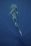 A whale shark swimming in the deep blue waters of Sogod bay Southern Leyte Philippines Poster Print by VWPicsStocktrek Images (11 x 17)