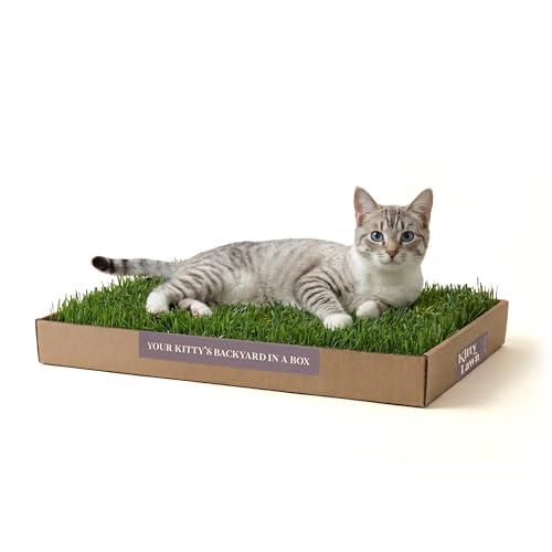Kitty Lawn Perchoir de fenêtre pour chat – Chaise longue d'intérieur naturelle pour grands et petits chats – Herbe de Californie – 61 x 23 cm –...