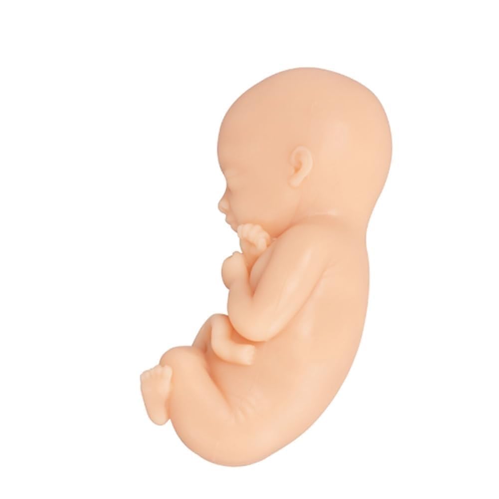 Model wcześniactwa noworodkowego, zestaw modeli do nauczania płodu, 4-częściowy wyświetlacz anatomicznego procesu rozwoju płodu ludzkiego, 12, 16, 22, 30 tygodni, do edukacji medycznej