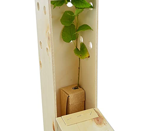 Gelso nero (Morus Nigra) - Albero da frutto rustico ed elegante - Giovane germoglio di 30 cm ricevuto in una scatola di legno riutilizzabile - 1 unità