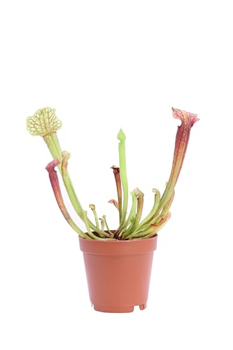 Pianta Carnivora Mangia Insetti pianta ornamentale da interno Carnivora vera e facile da colitvare venduta da eGarden.store (Sarracenia)