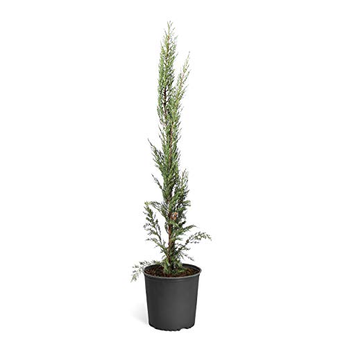 Brighter Blooms - Italian Cypress - Evergreen Hedge Border Plant, No Shipping to AZ (5-6 ft.)