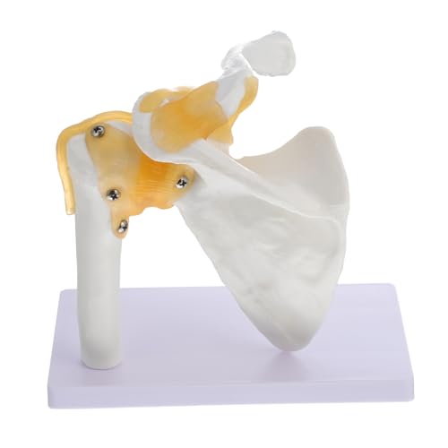 Modèle d'articulation d'épaule anatomiquement précis avec ligaments et base stable Ciieeo