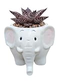 La Mejor Selección de Planta pata de elefante precio Top cinco. 3