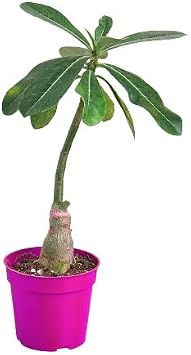 Succulent Adenium Obesum Desert Rose in 4in Pot - Live Succulent - Low Maintenance - Easy to Grow |Variegated | USA Growers | The Snobby Leaf