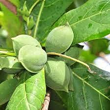 OXY GREEN PLANT® Jangli badam,Jangli badam,Indian Almond, Nattuvadumai, Ketapag.Kathbadami, Naatibaadaami,Badamalili,Desiyobadamo Healthy Plant Actual Plant Height .5 ft to 1.5 ft(In between)-image-47