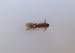 Pheasant Chenille Jig - Hen Bugz - Bass, Trout, Crappie - 2 pack