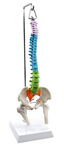 Wellden Medical Anatomical Mini Spine with Femur/Nerve, Didactic Colored