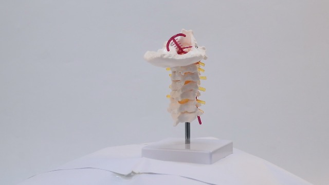 Image of Japard Cervical Spine Model with Cervical Vertebrae, Cervical Nerves, Vertebral Arteries & Occipital Plate for Medical Education, Life Size Human Cervical Spine Model for Anatomy