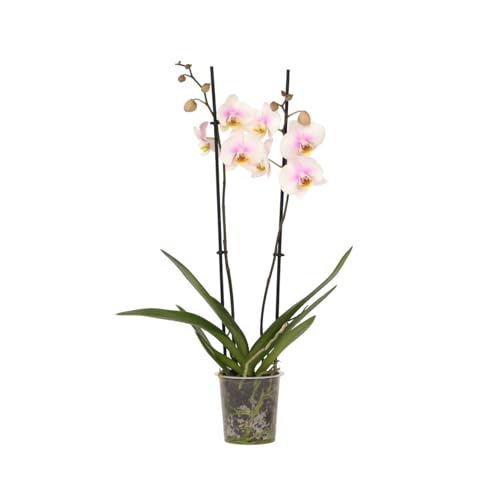 Plant in a Box - Phalaenopsis - Orchidée rose - Plante d'intérieur à fleurs - Aime les chats - Pot 12cm - Hauteur 50-60cm