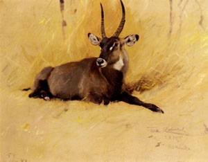 Peinture à l'huile A Common Waterbuck pour sublimer un salon ou un grand bureau élégant