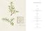 Hilma af Klint: What Stands Behind the Flowers