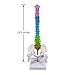 Human Spine Model, 15.5