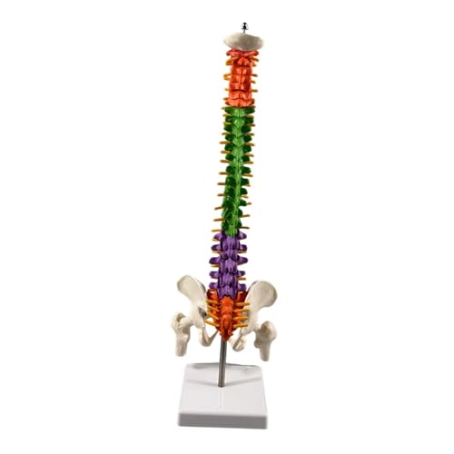 DYNWAVE Spine Model Skeleton Teaching Aids with Display Stand Education Tool 17.7inch Vertebral Column Model for Science Study School