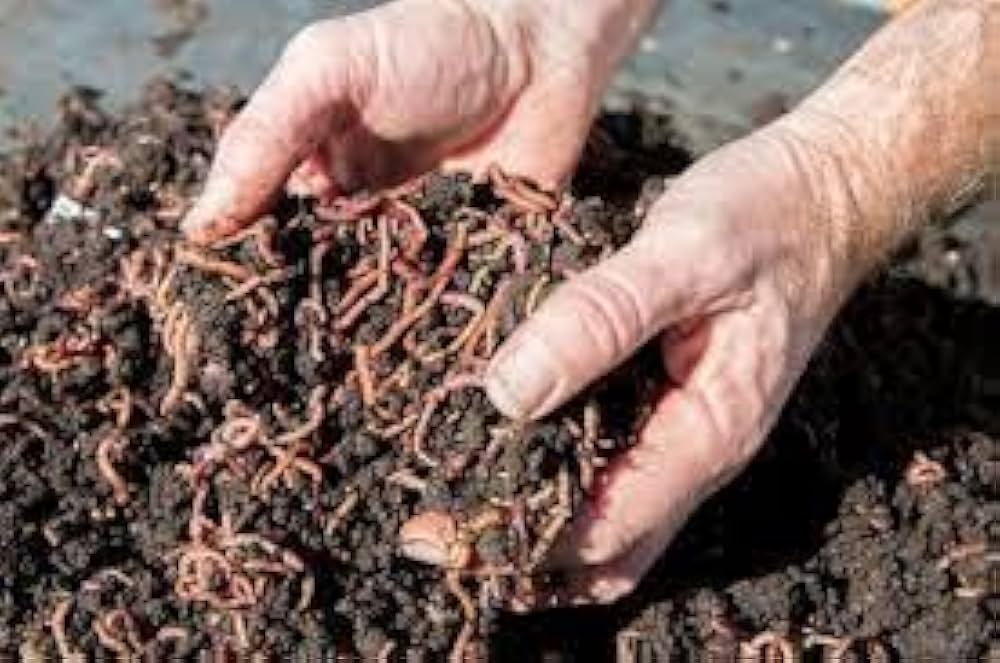 Червь Старатель Купить