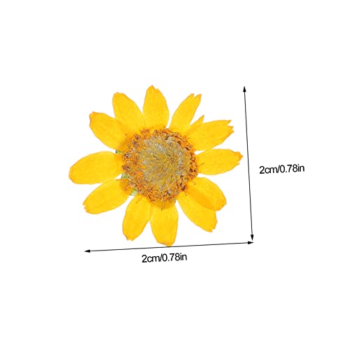 Flores prensadas naturales para manualidades 72 pcs miniatura 5