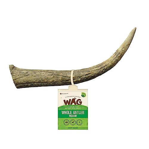 dog antlers