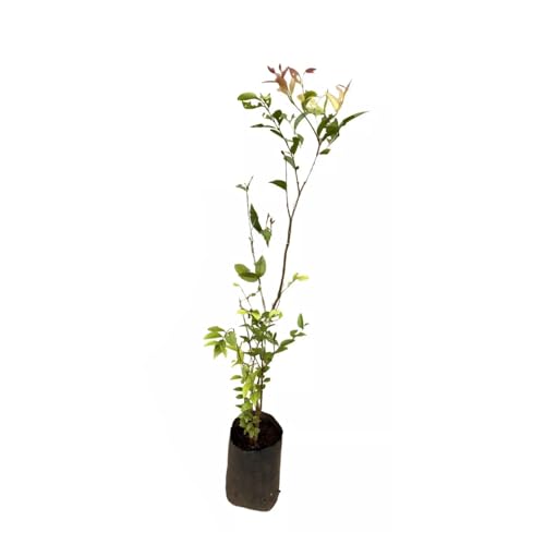 Genérico, Muda de Camu Camu 20 a 40cm AMK - Plantas Online